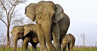 Elephants Without Tusks