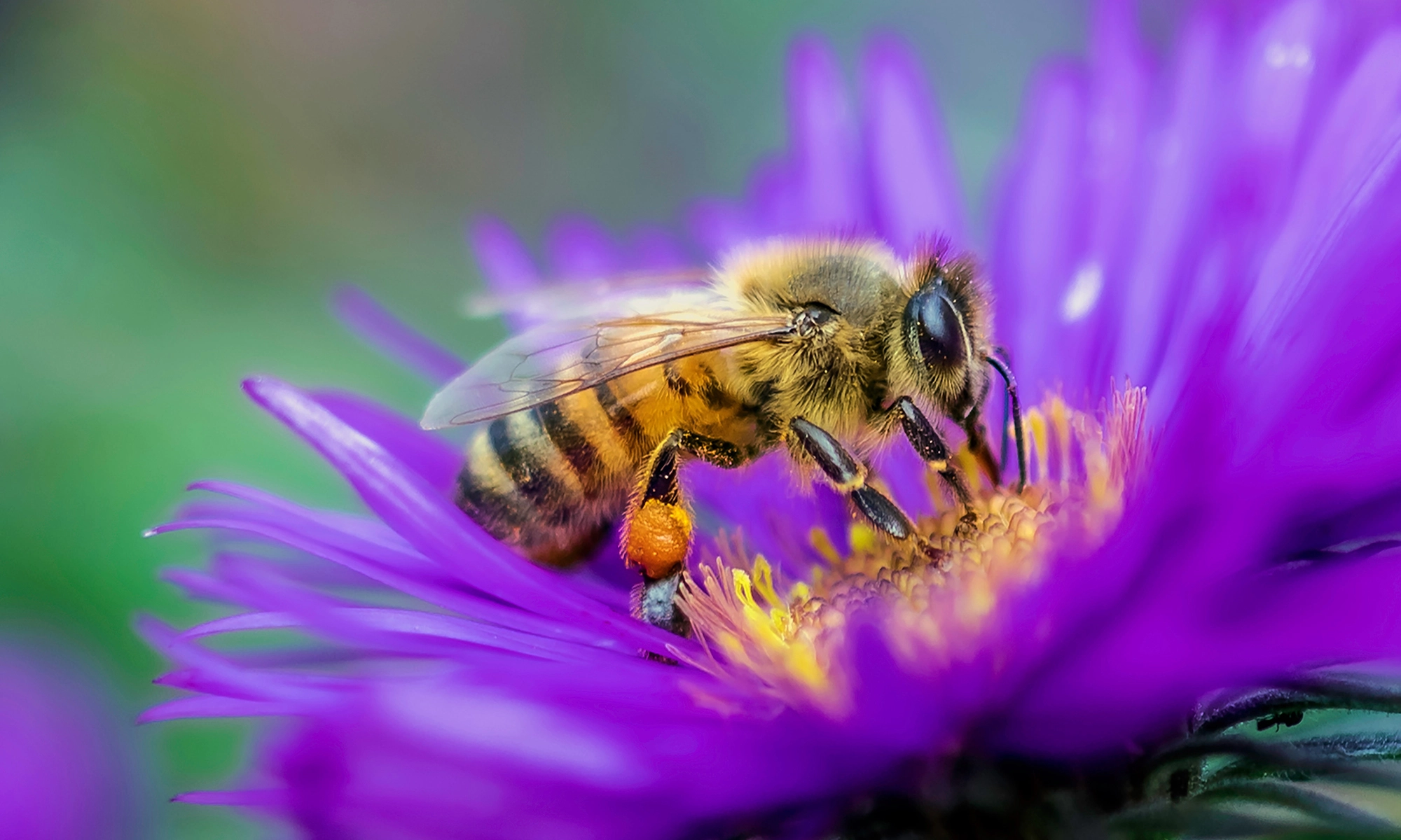 Un vaccin pour l’abeille?