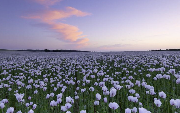 Un nouveau printemps