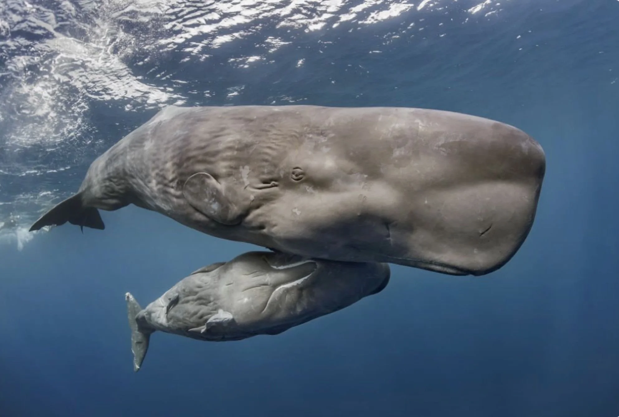 Sperm Whales: Engineers of the Deep Sea 