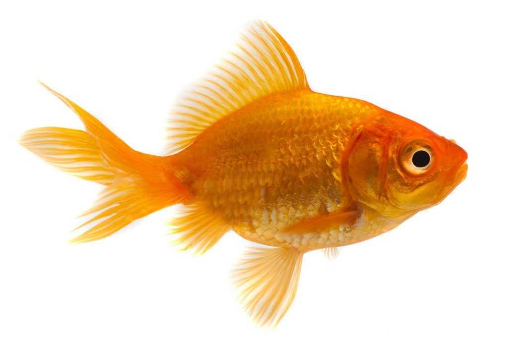 The Surprising Complexity of Goldfish